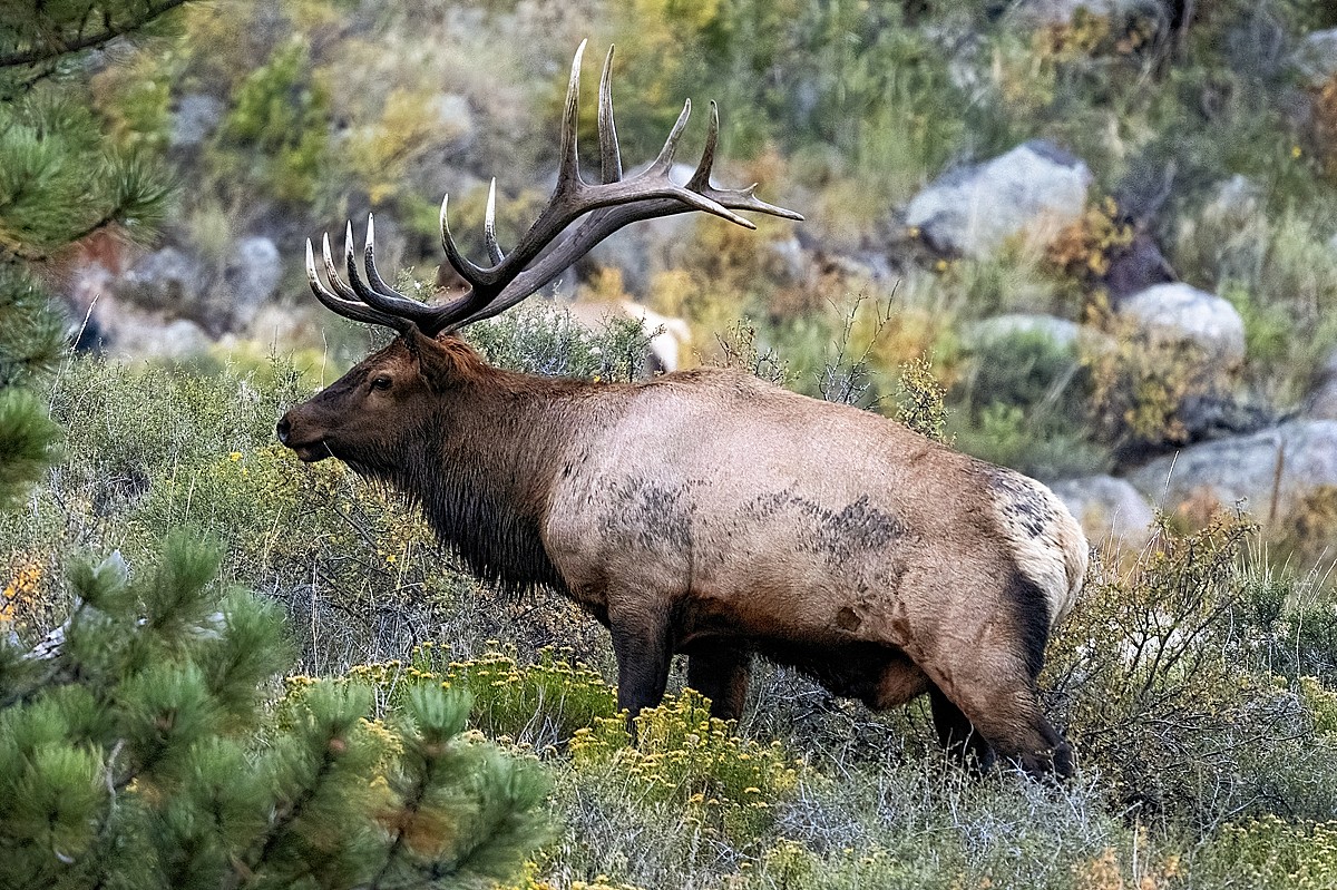 220916 RMNP Bull Elk Effects DSC_9673-Resize.jpg