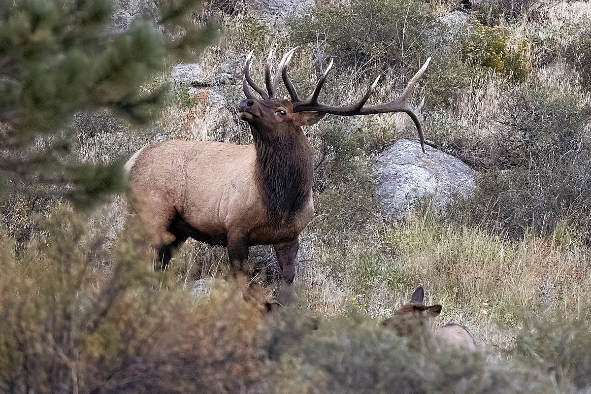 220916 RMNP Bull Elk Effects DSC_9695-Resize.jpg