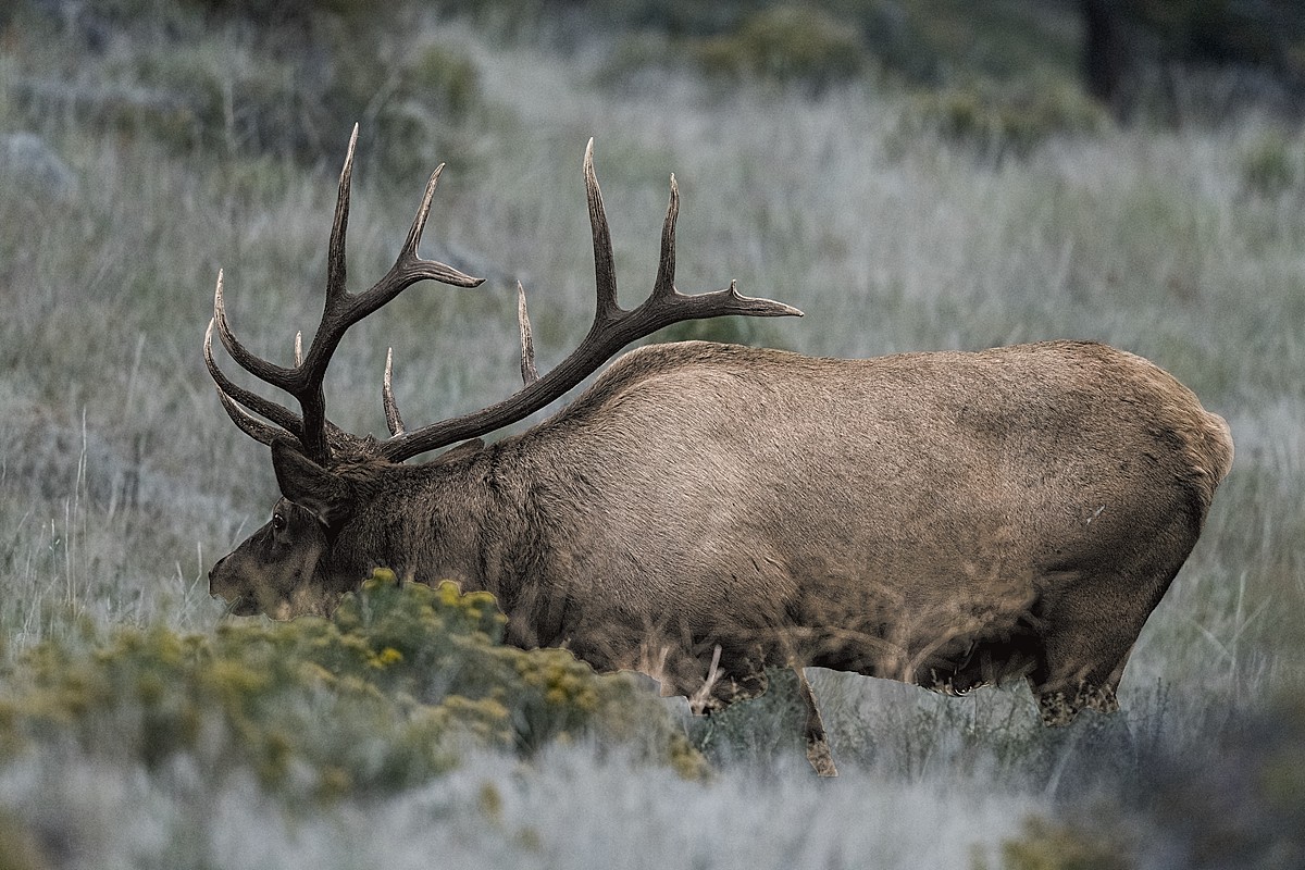 220916 RMNP Bull Elk Effects DSC_9755-3-Resize.jpg