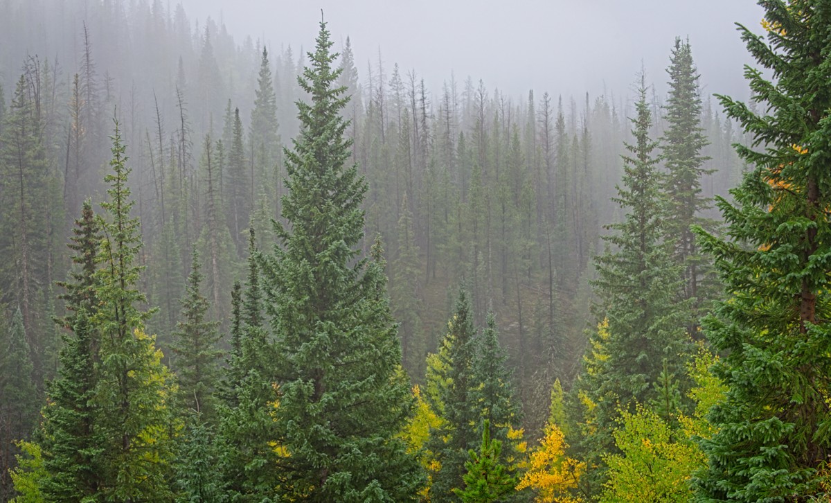 221001 Long Draw Fog Pine PANO EFFECTS DSC_507-518_HDR-Resize.jpg