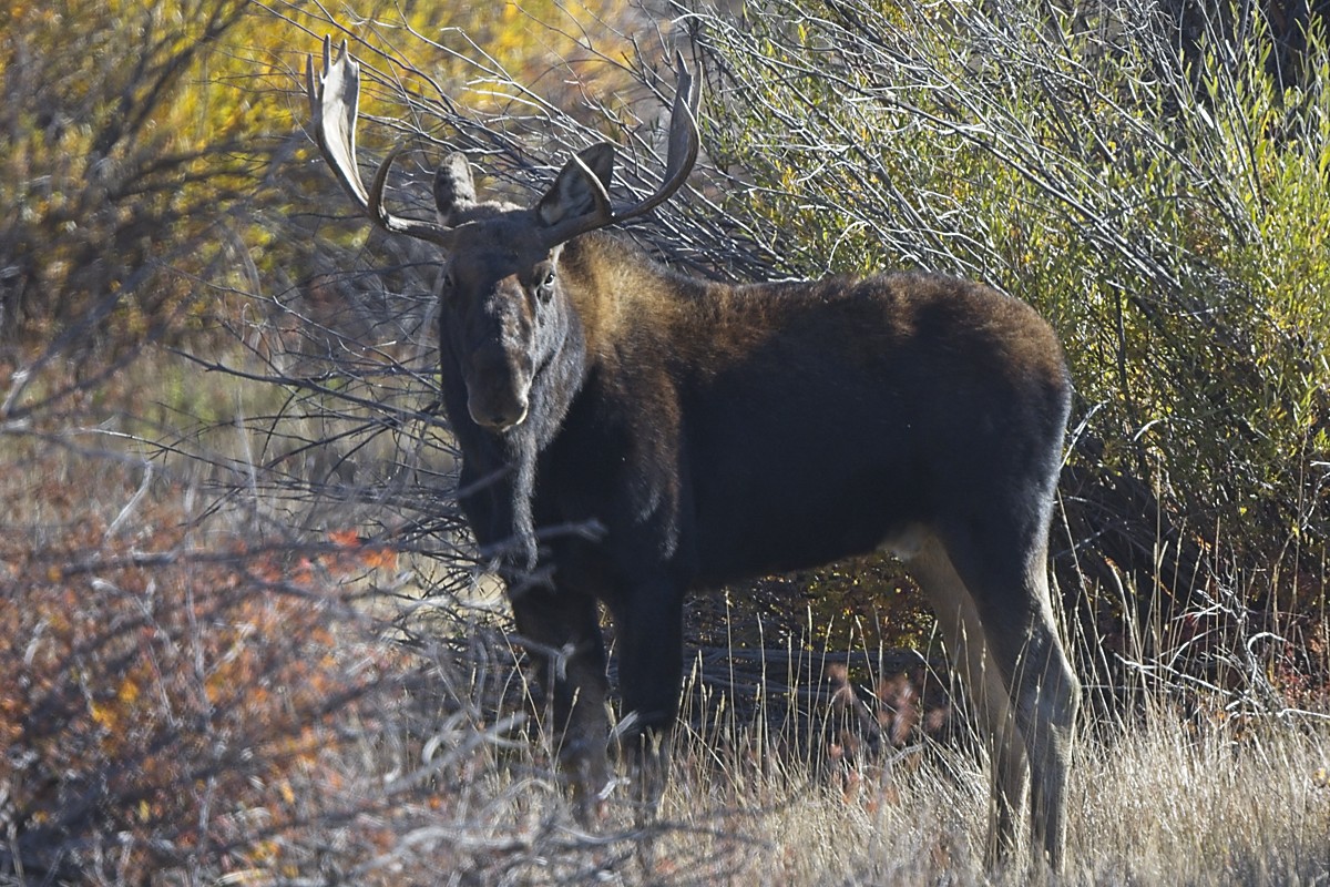 221028 Bull Moose Boulder WY_9374.jpg