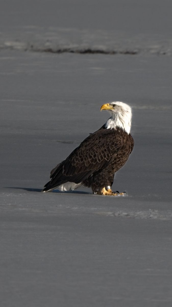 230207 Poudre Eagle DSC_0986-Resize.jpg