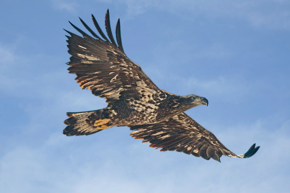 230207 Poudre Eagle DSC_1005-Resize.jpg