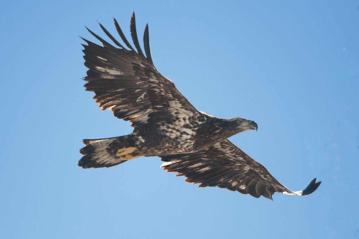 230207 Poudre Eagle DSC_1005-Resize.jpg