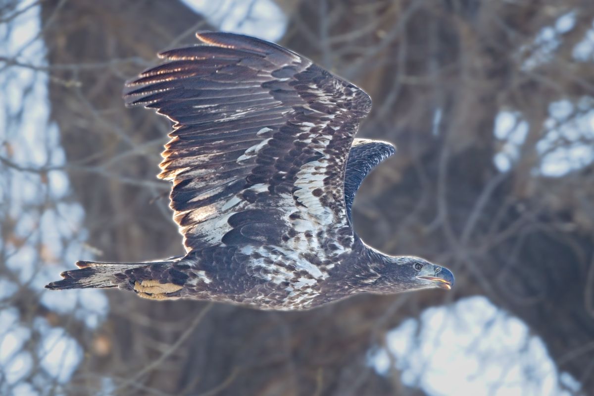 230207 Poudre Eagle DSC_1009 A-Resize.jpg