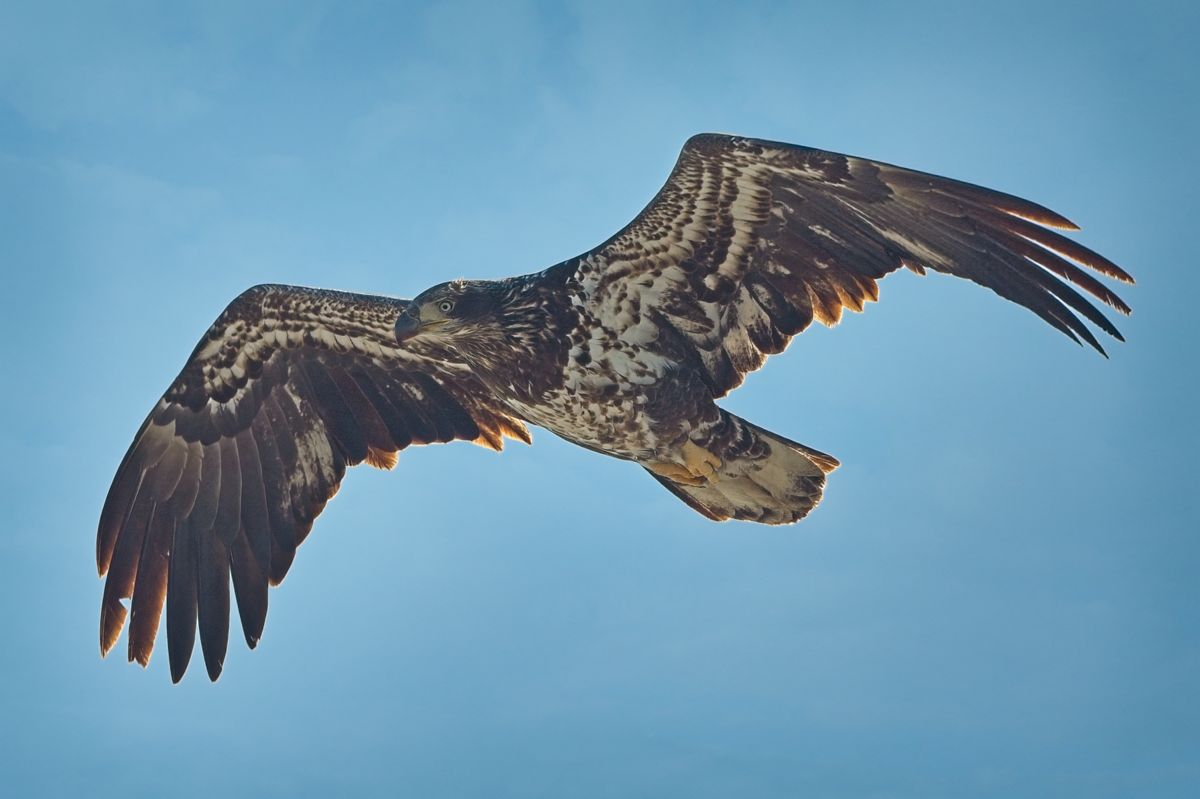 230207 Poudre Eagle DSC_1034-Resize.jpg