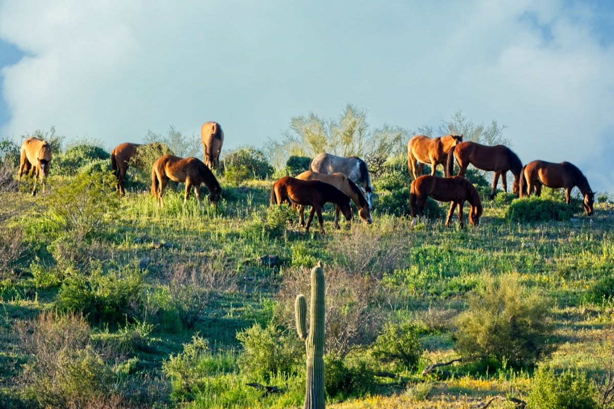 230317 Bush Hwy Horses DSC_1239-Resize 1200.jpg