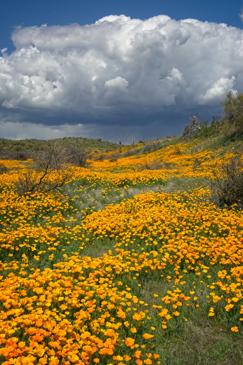 230317 Bush Hwy Poppies DSC_1439_Focus-Resize 1200.jpg