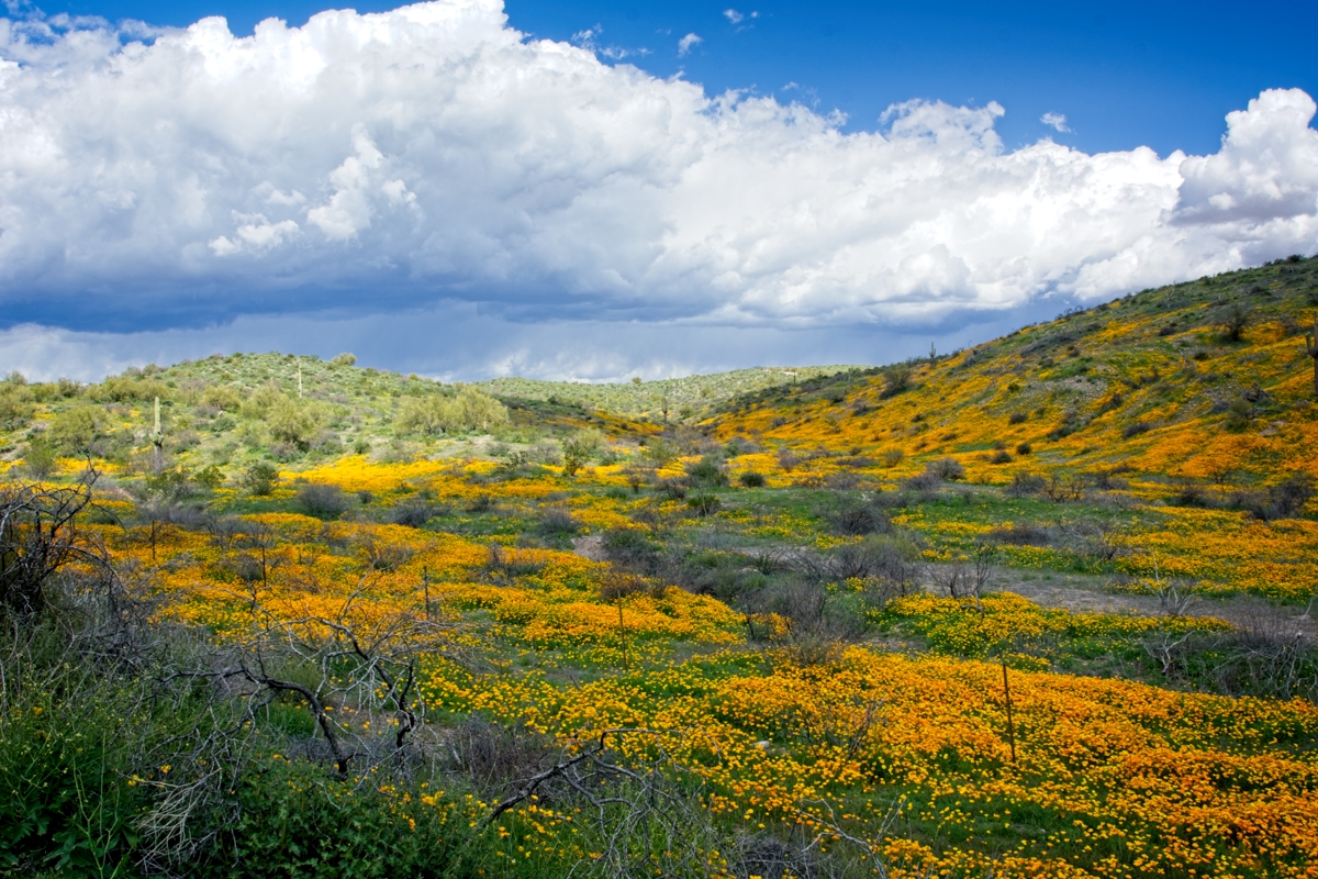 230317 Bush Hwy Poppies DSC_1455-Resize 1200.jpg