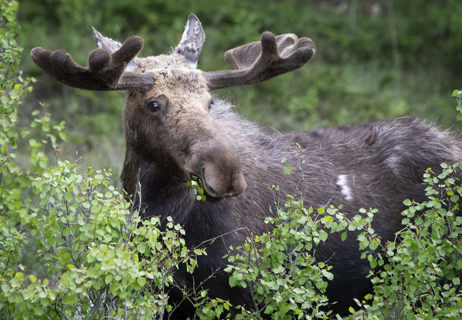 240608 RMNP Moose Velvet DSC_1687-Edit copy.jpg