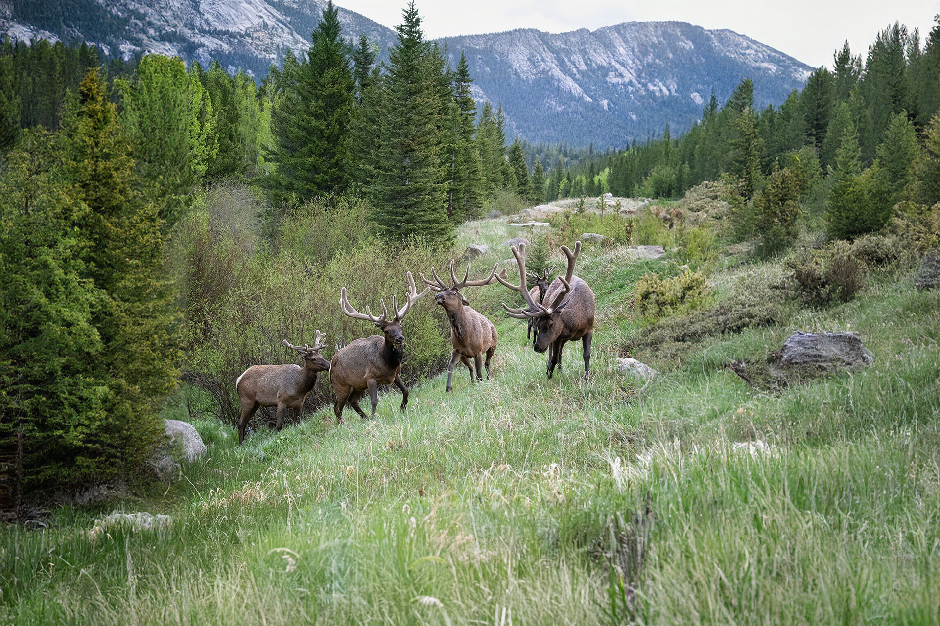 240610 Bull Elk RMNP Rast Resize copy.jpg