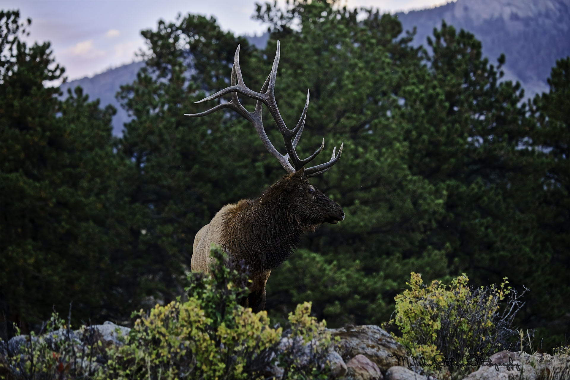 240912 RMNP ELK DSC_0267-Edit LOGO.jpg