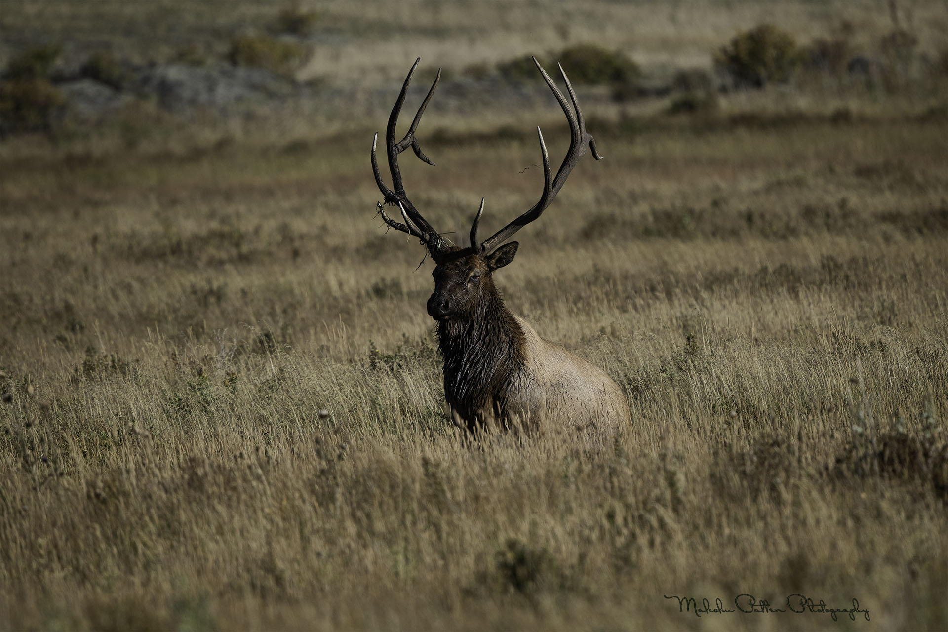 240912 RMNP ELK DSC_9764-LOGO.jpg