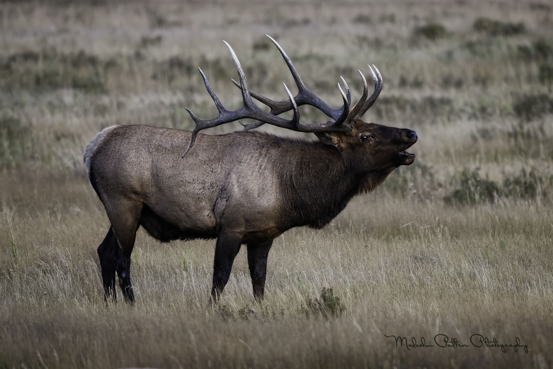 240912 RMNP ELKJ DSC_0114-Edit LOGO.jpg