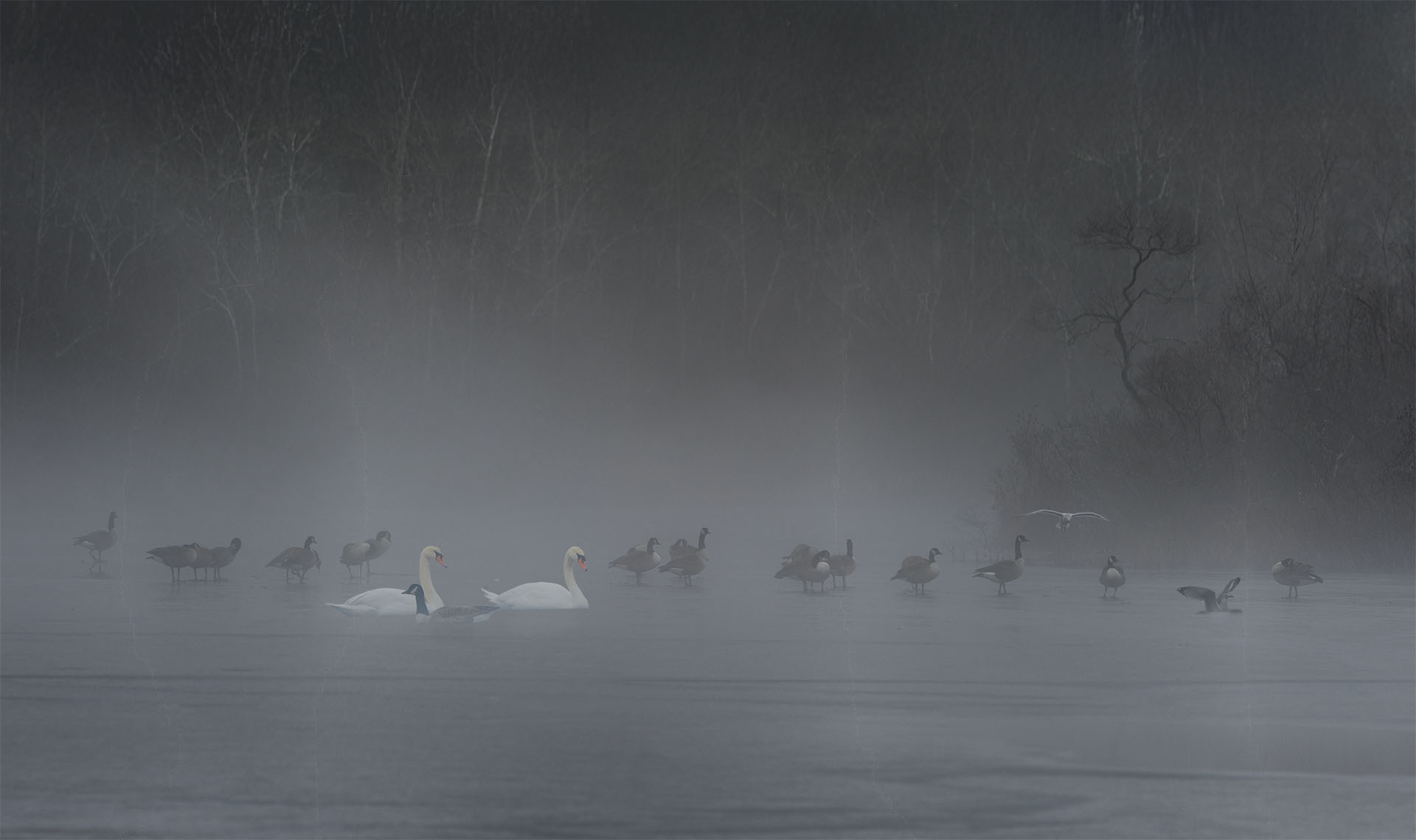 250106 Foggy Swan Pano 4109 JPEG.jpg