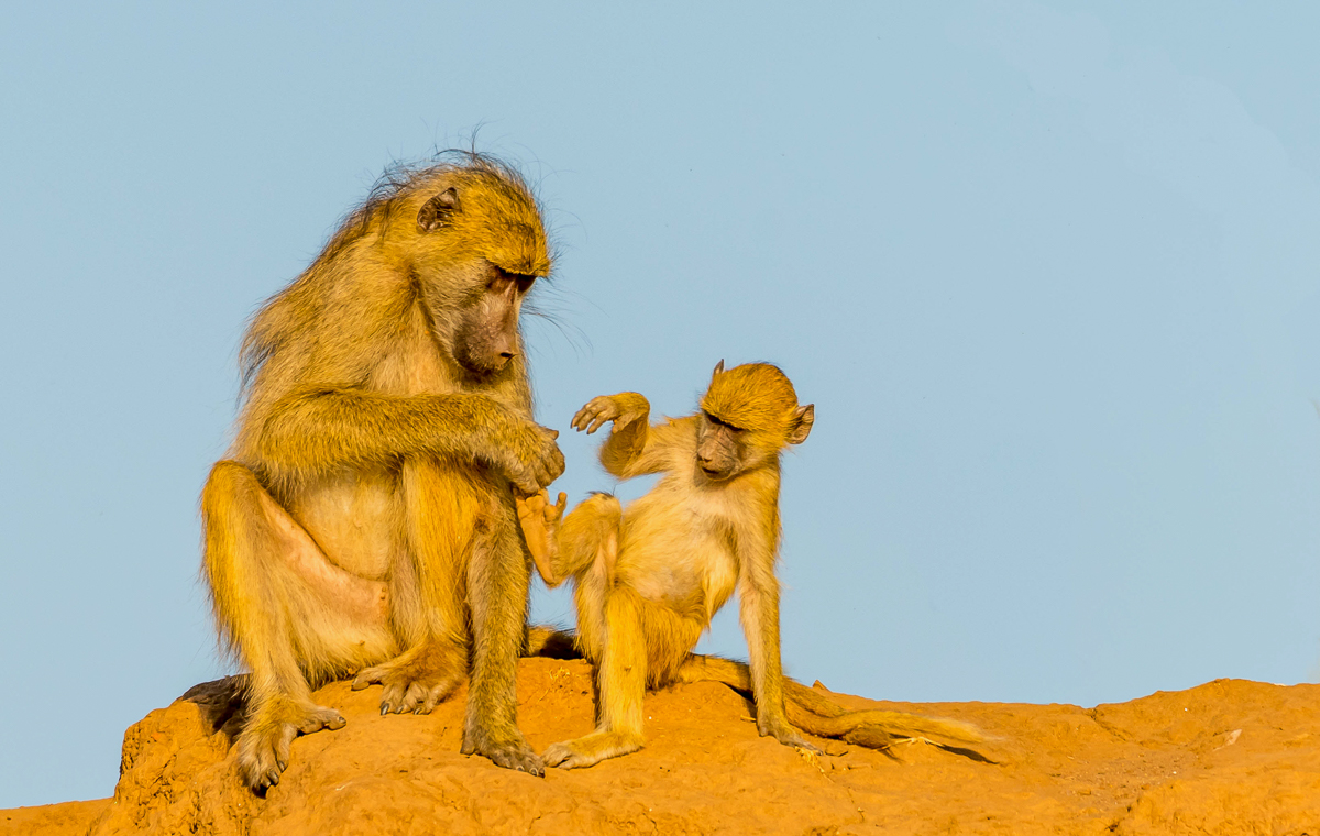 262 Yellow Baboons Chongwe.jpg