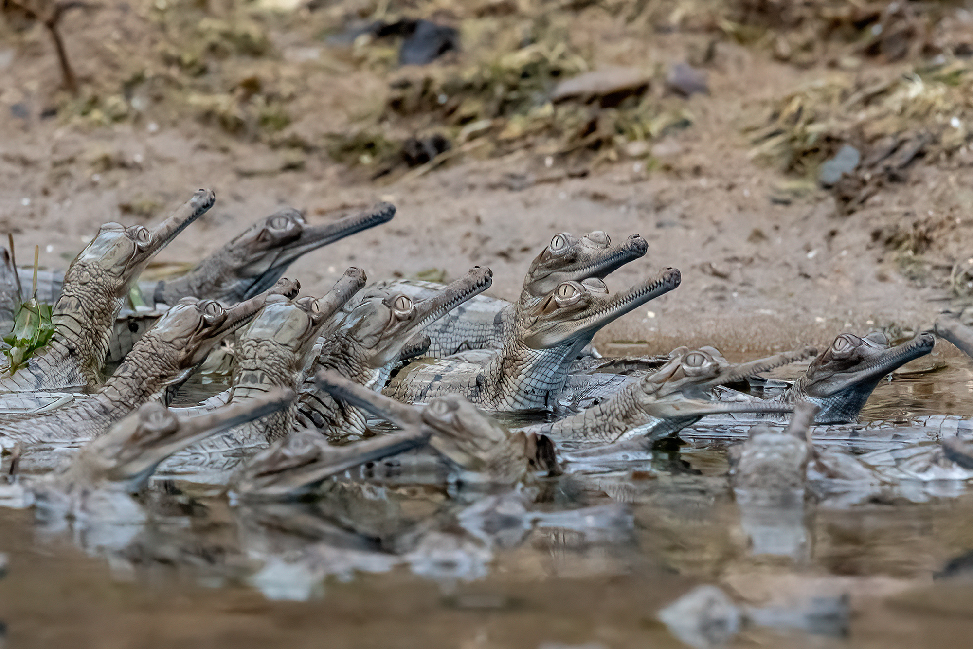 28 may 23 palighat gharial babies 4s.jpg