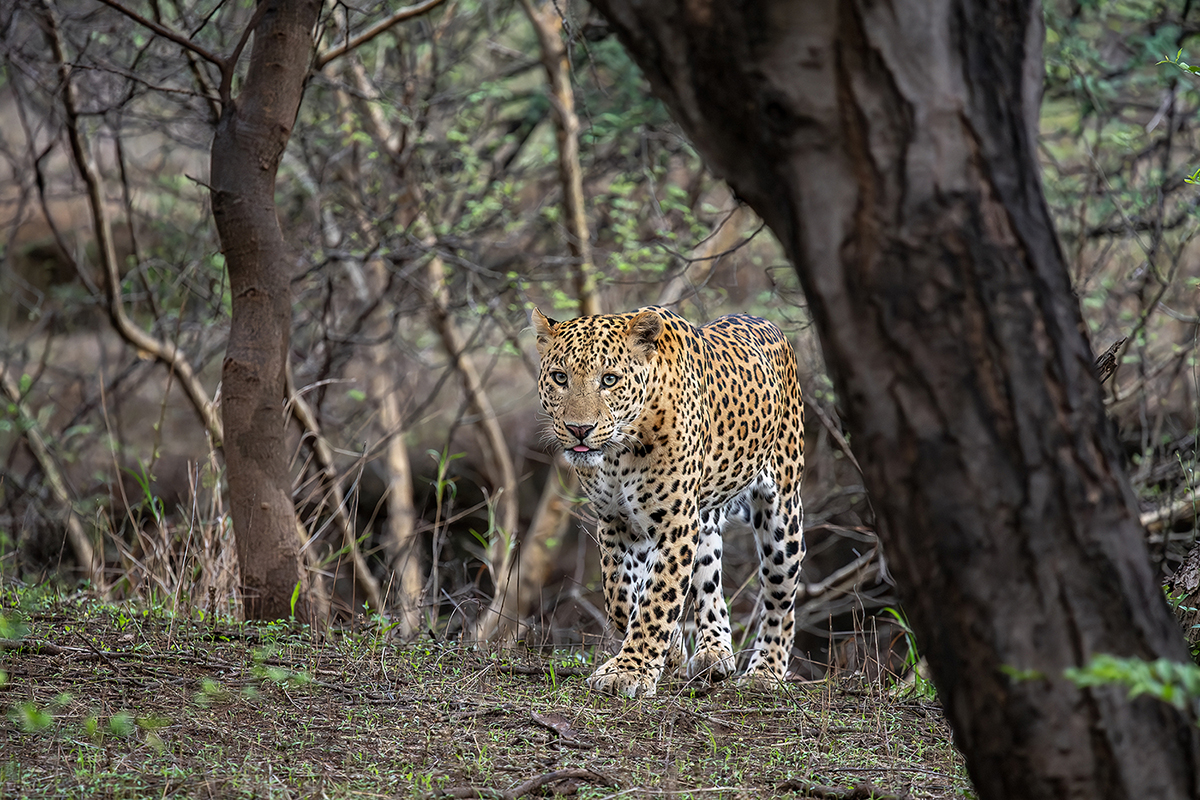 29 may 23 jhalana leopard 2 new s.jpg