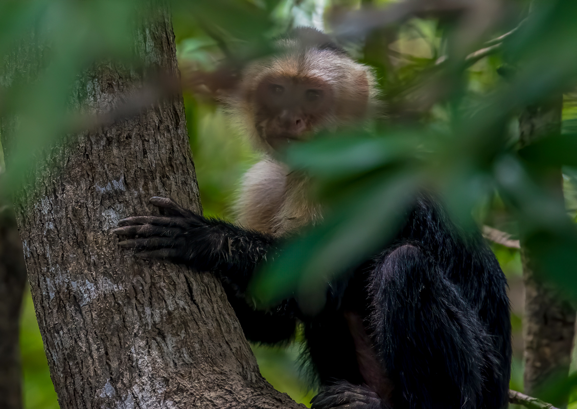 296 White-faced Capuchin-Edit.jpg