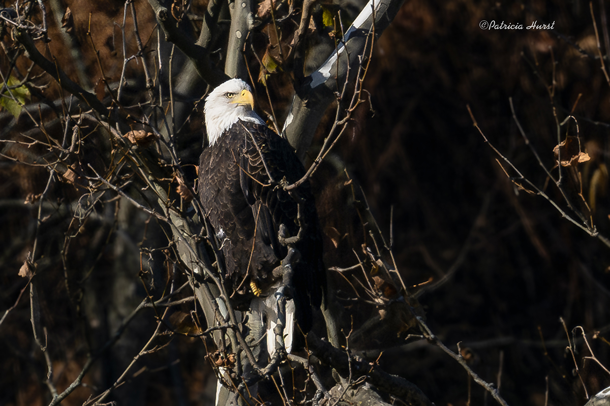 2_InNestTree-small-NZ93991-NR.jpg