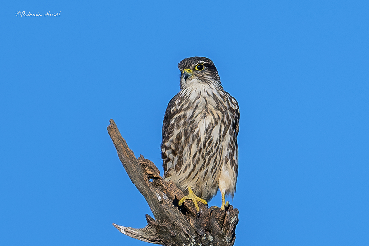 2_Merlin-small-NZ94223-NR.jpg