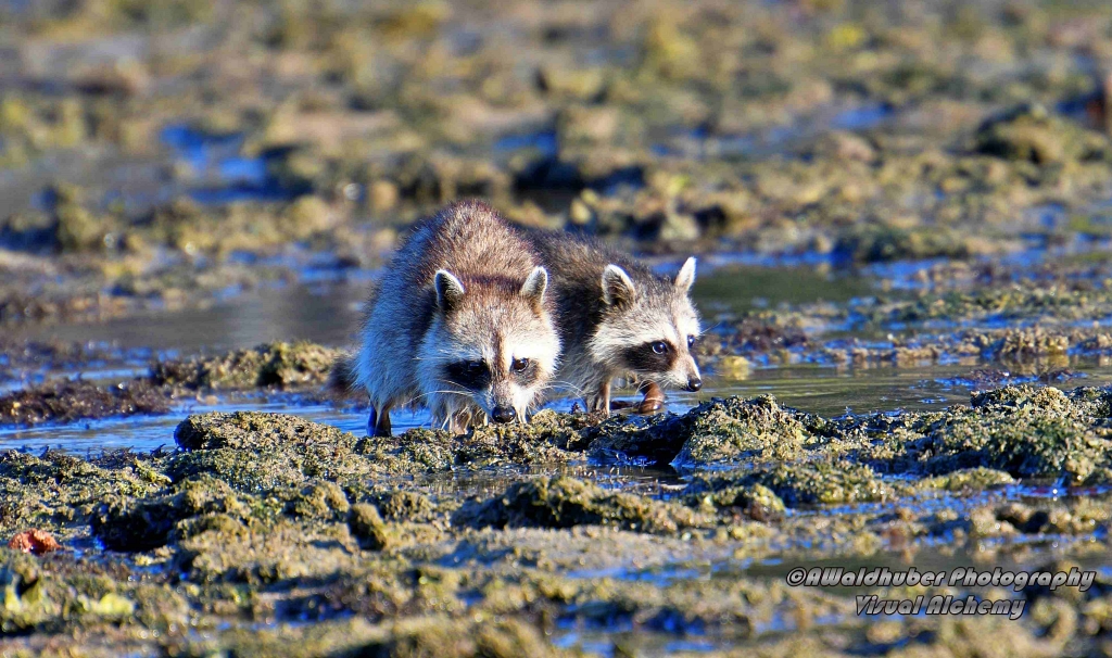 2Raccoons_D851666-Everglades121619.JPG