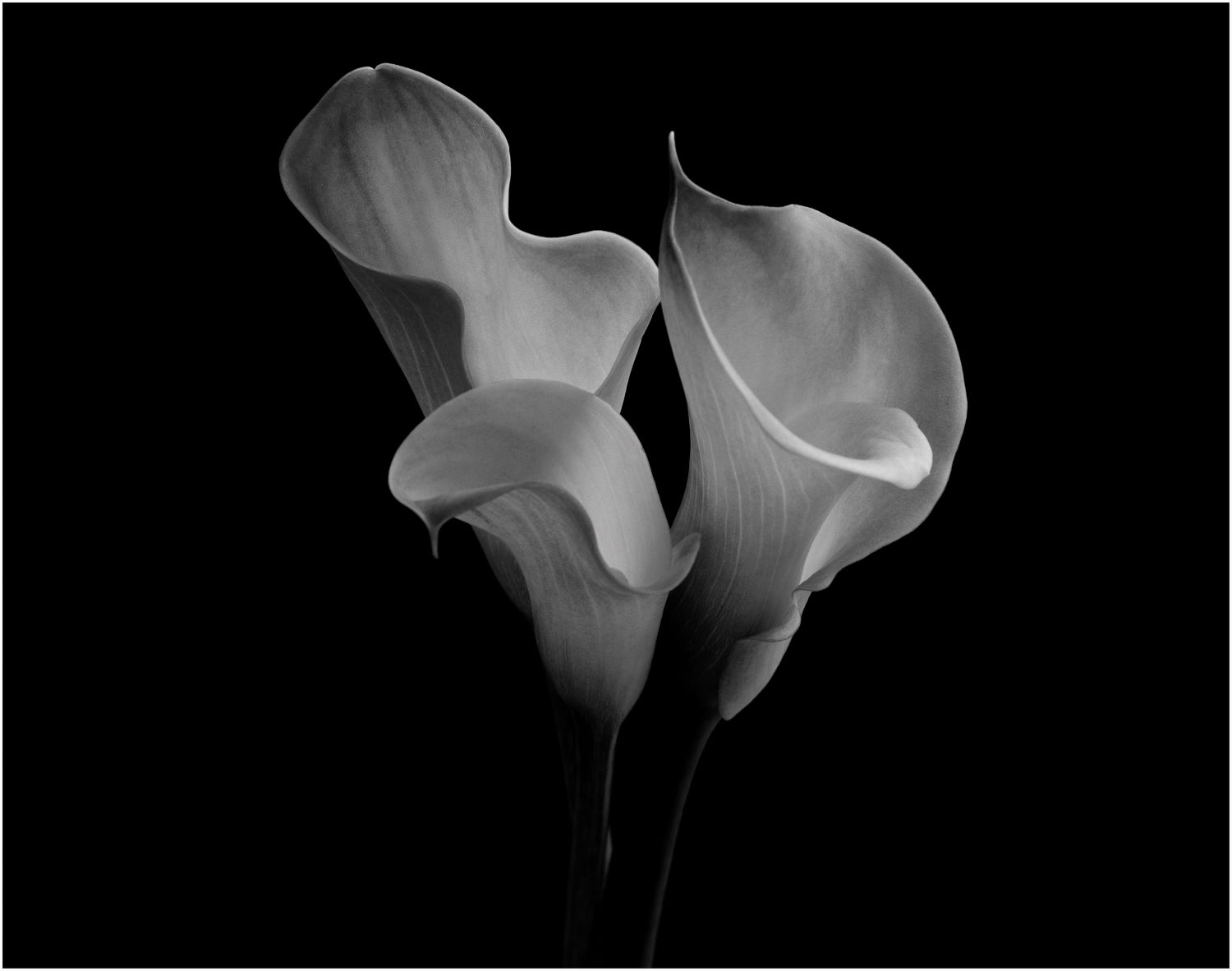 3 Calla Lilly BW clean up_resize.jpg
