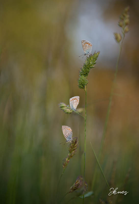 3 Common Blues.jpg