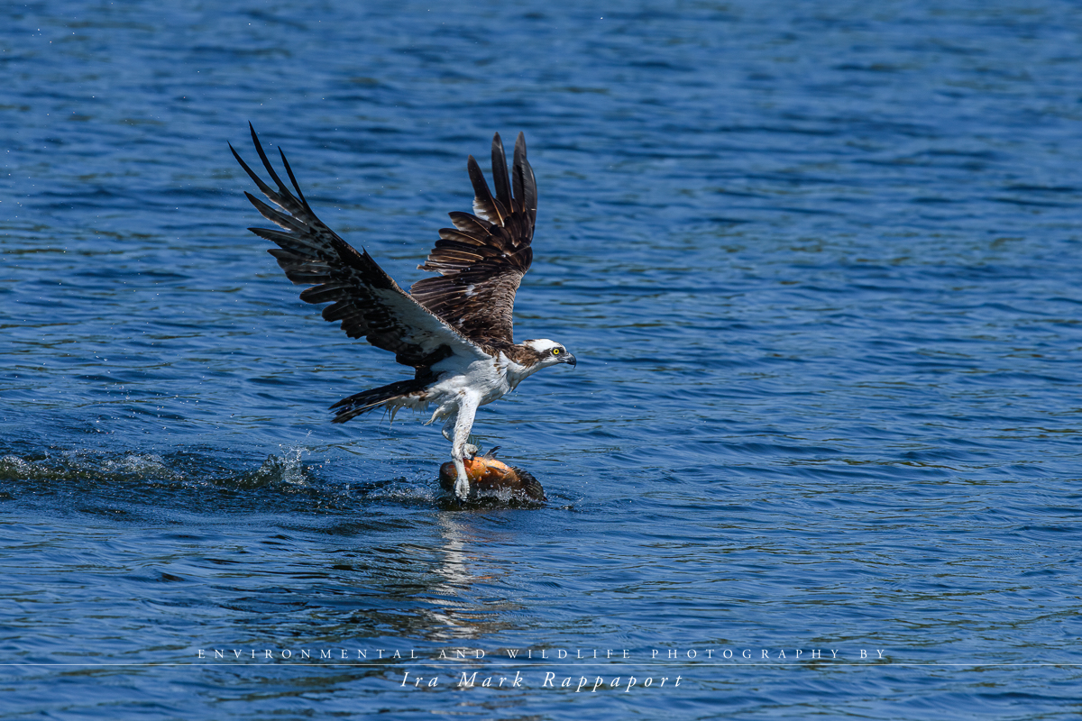 3- Osprey catching a fish.jpg