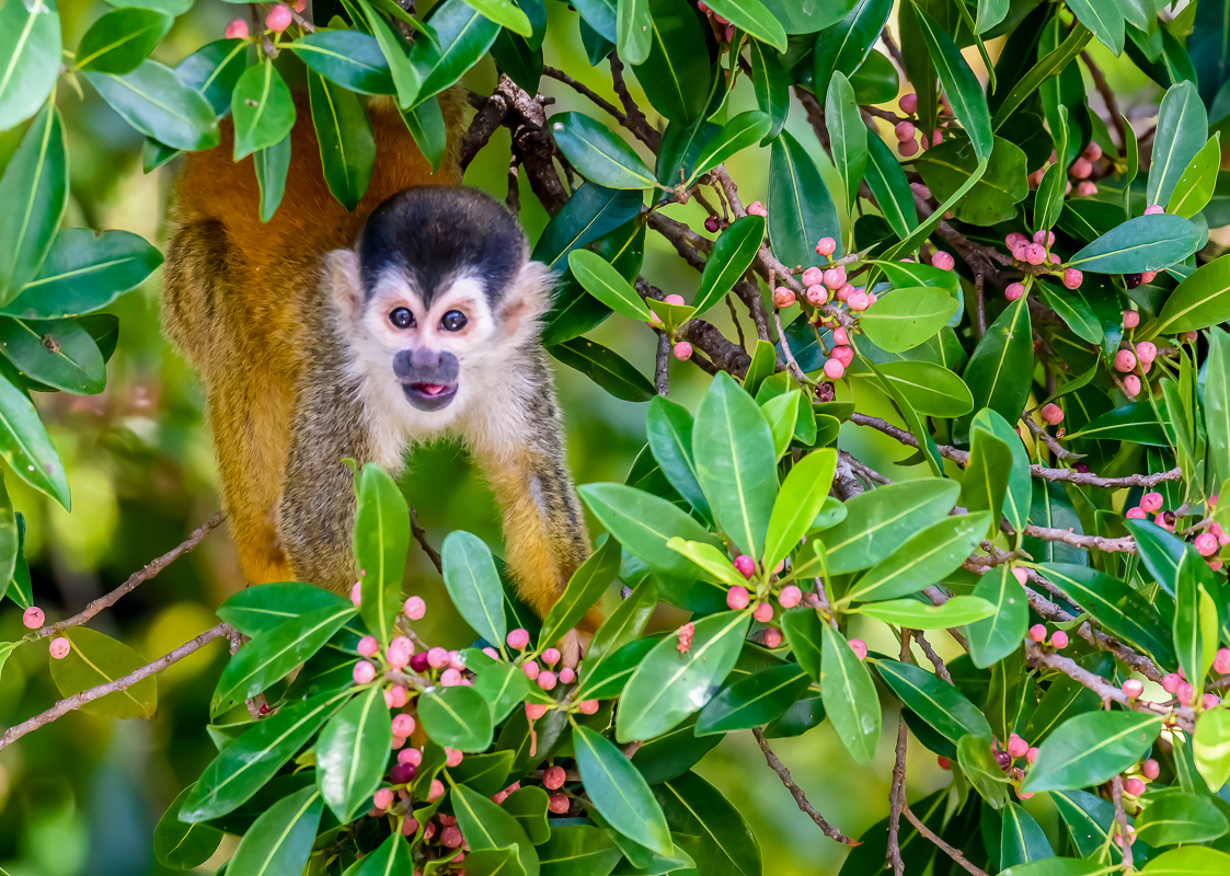 313 Red-backed Squirrel Monkey-Edit.jpg