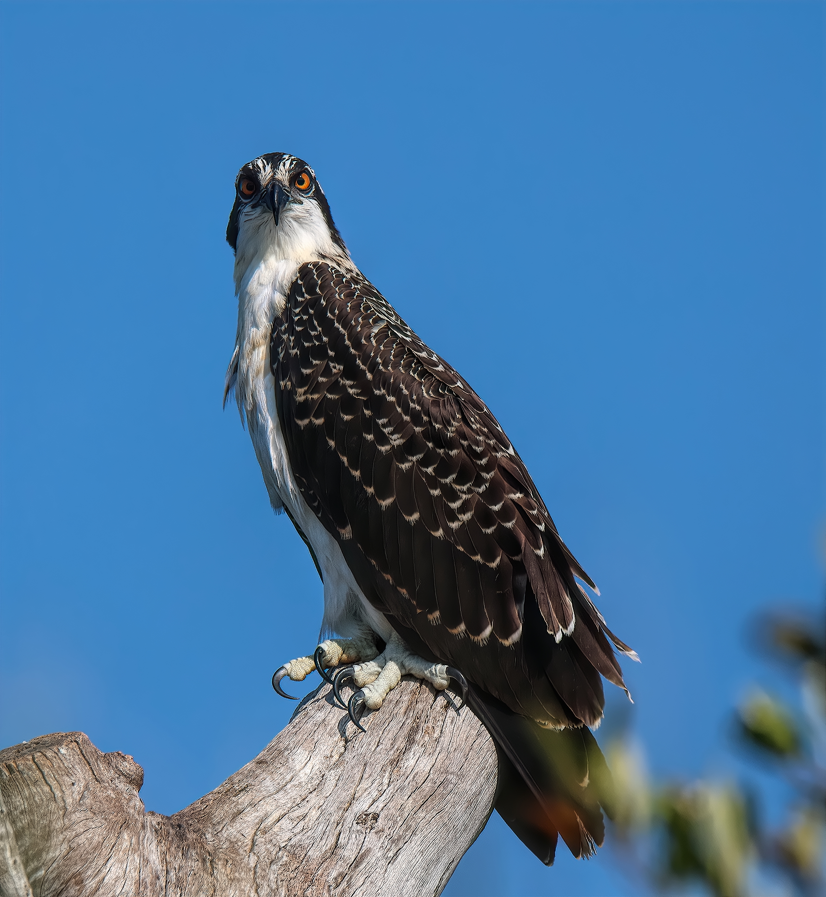 Juvenile Osprey | Backcountry Gallery Photography Forums