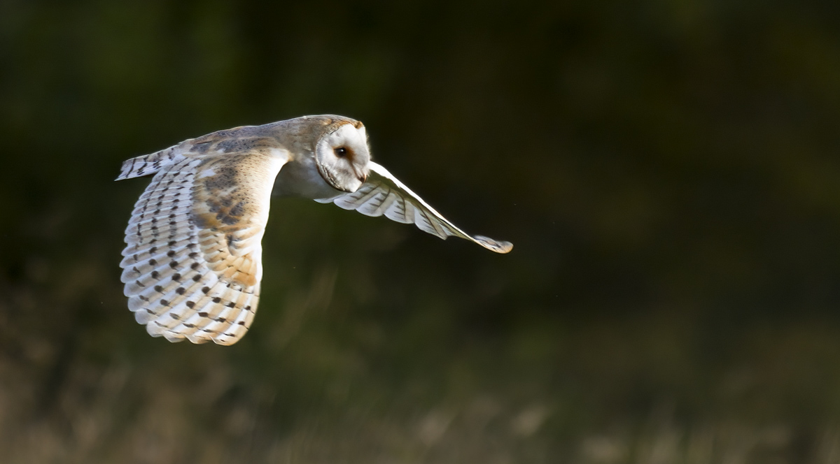 3_Barn Owl in flight 11 Aug 24.jpg