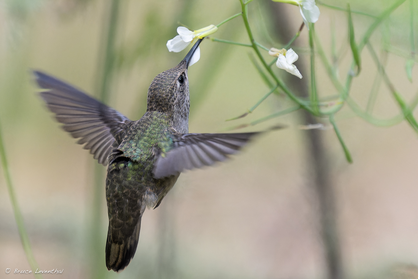 3Annas Hummingbird-BJL_1466-NEF_DxO_DeepPRIMEXD.jpg