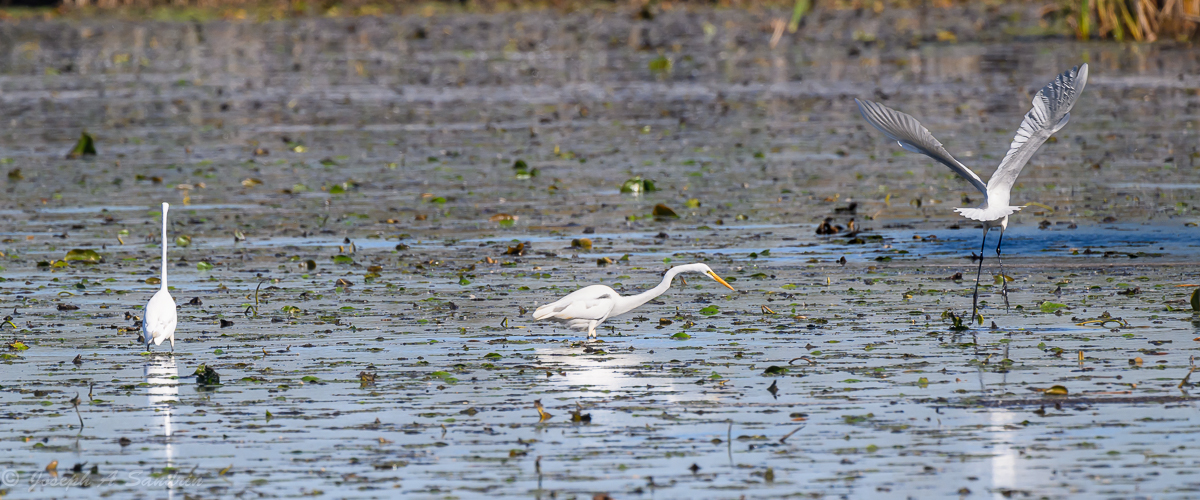 3Egrets_01.jpg