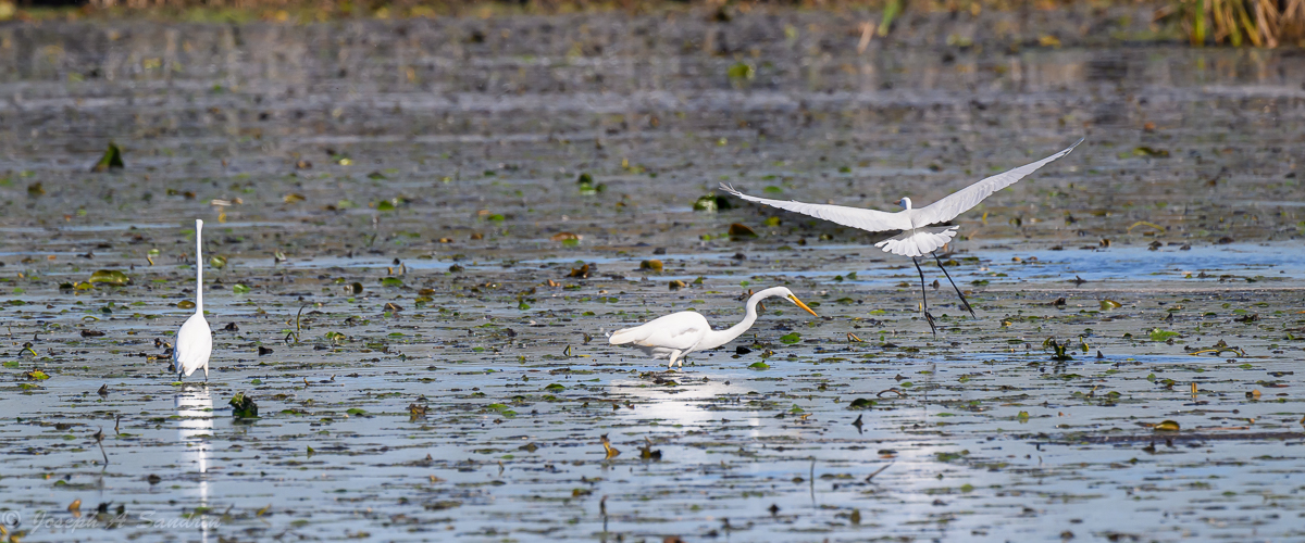 3Egrets_02.jpg