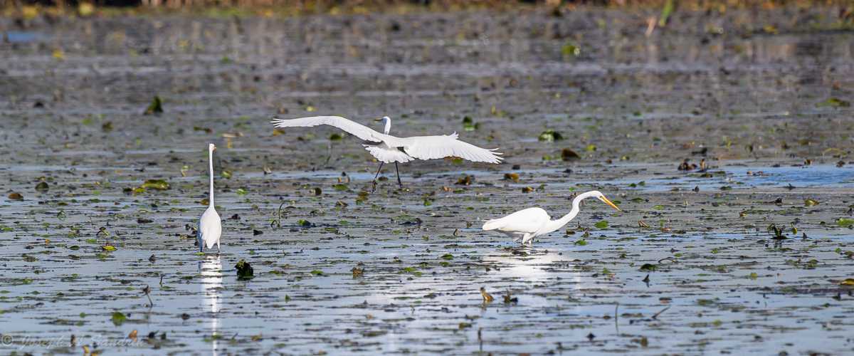 3Egrets_03.jpg