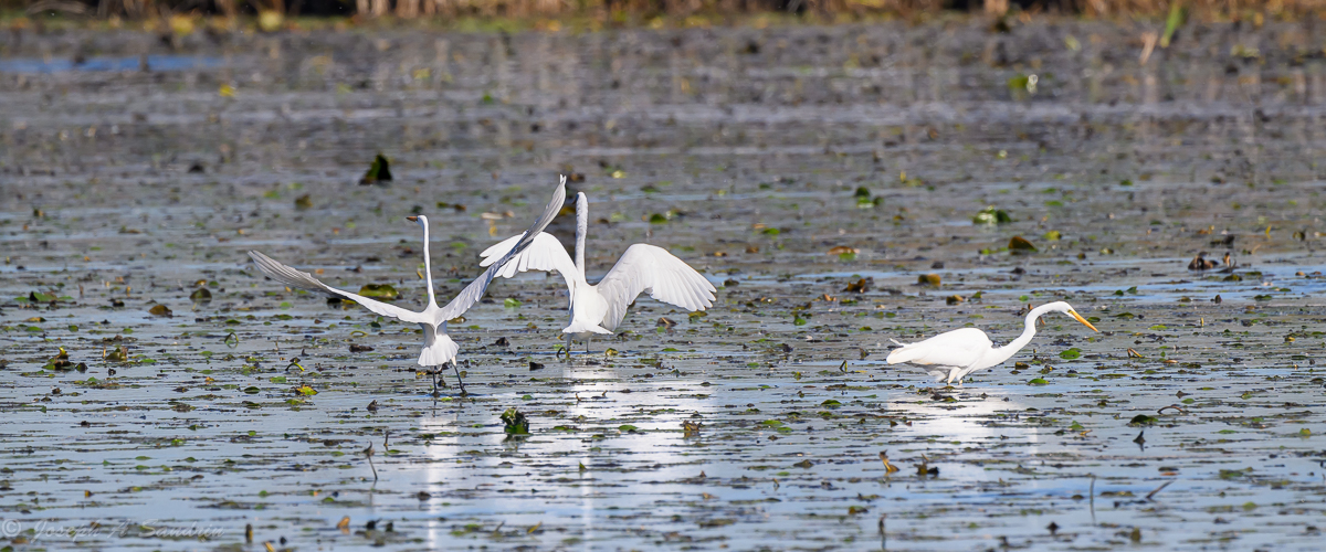 3Egrets_04.jpg