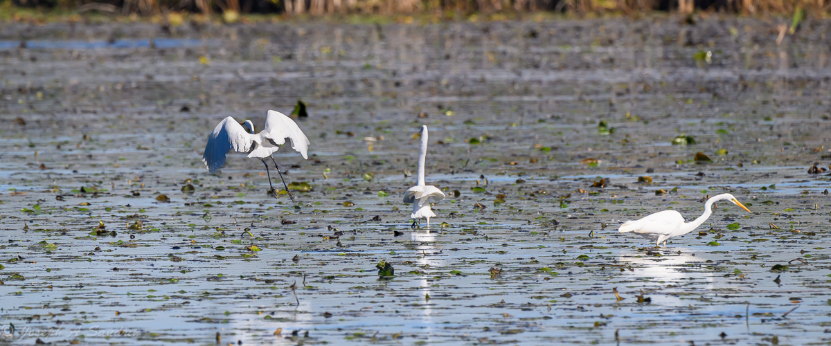 3Egrets_05.jpg