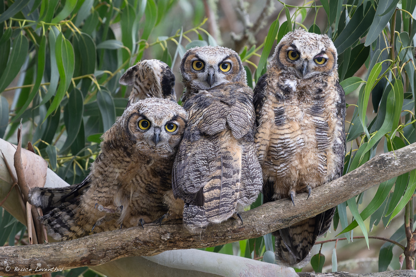 3Great Horned Owls 3 Owlets-BJL_0190-NEF_DxO_DeepPRIMEXD.jpg