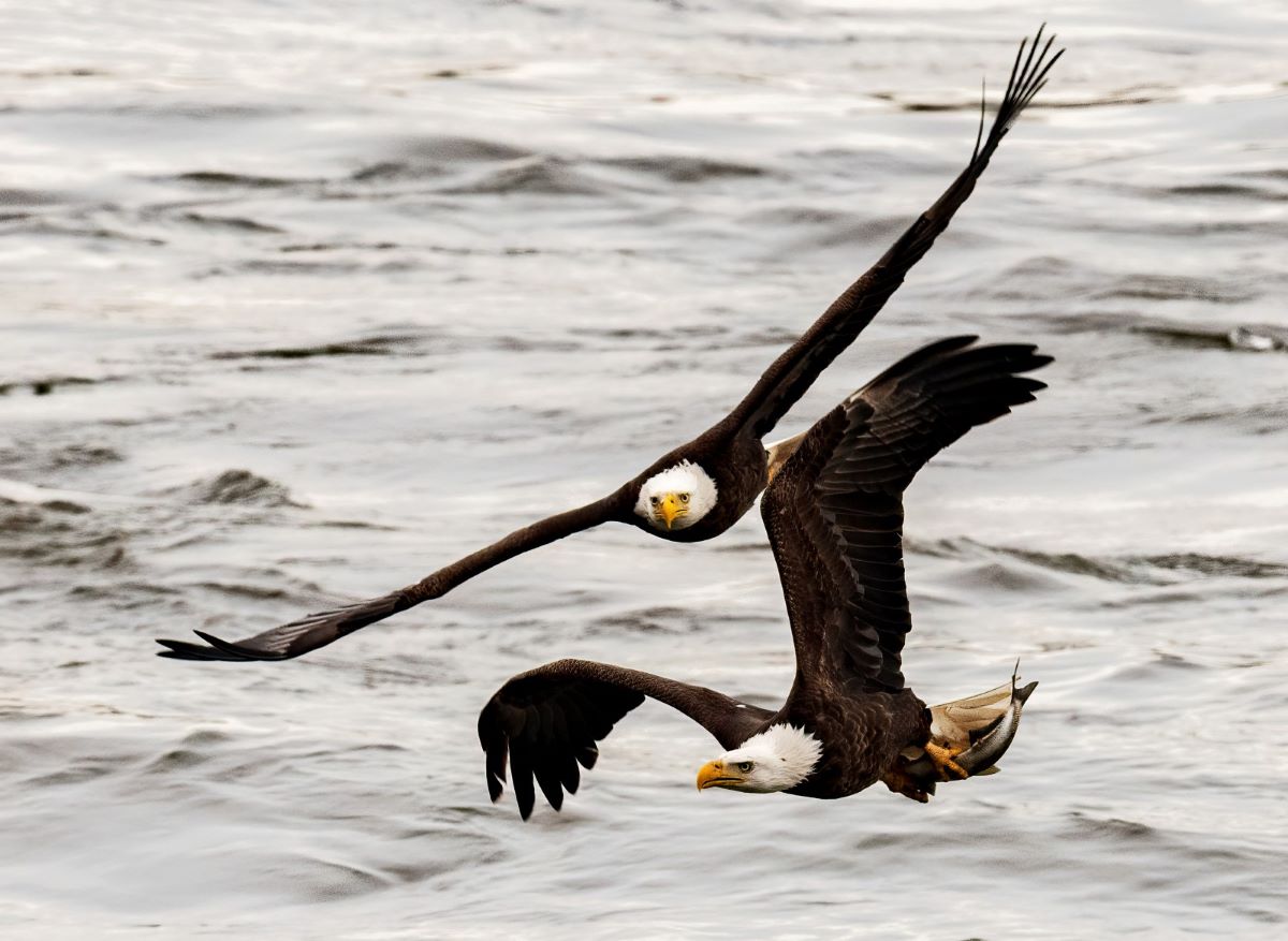 4-19-21 Conowingo Dam_054.jpg