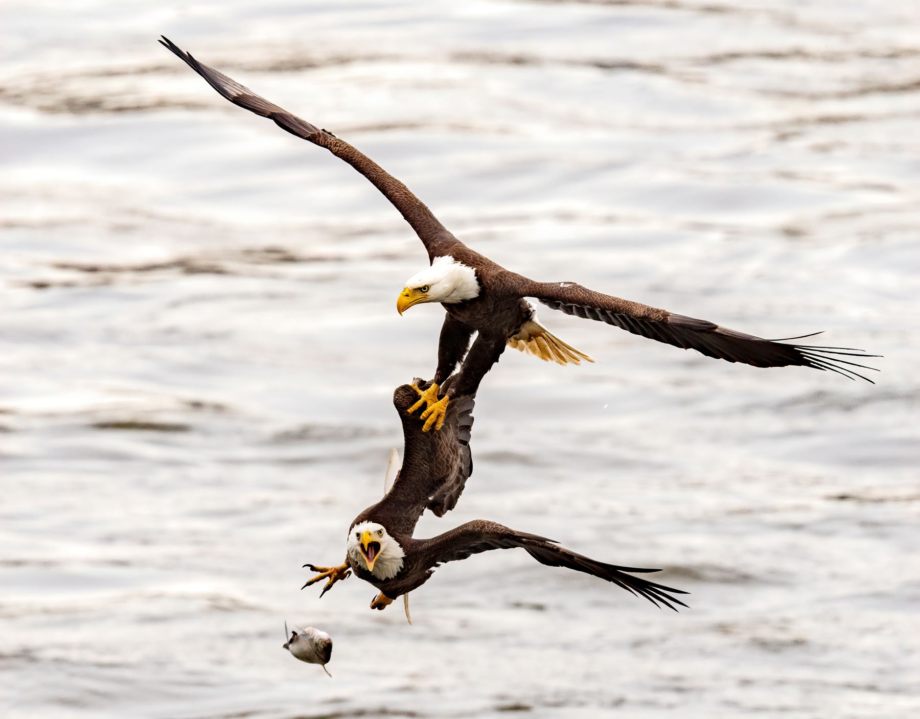 4-19-21 Conowingo Dam_064 .jpg