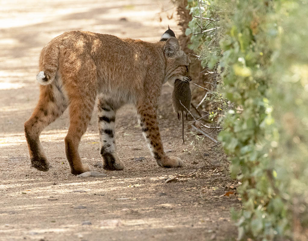 4 Bobcat  Sweetwater 103020157X0A2547.jpg