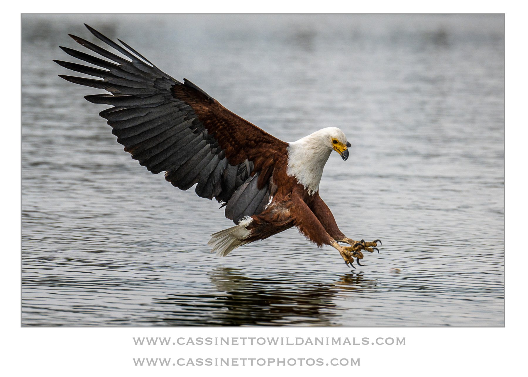 4-fish eagle.jpg