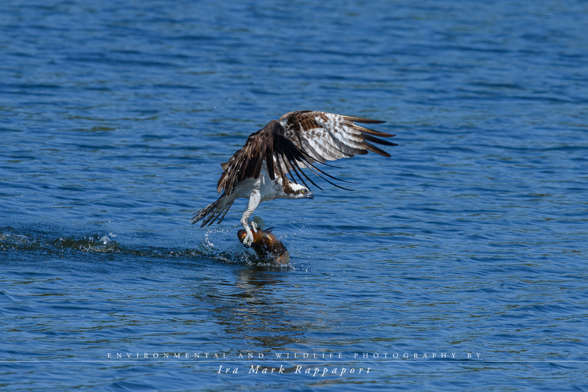 4- Osprey catching a fish.jpg