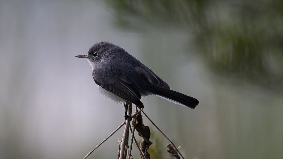 Blue Gray Gnat Catcher 1621  Fly Catcher Nature Photography Download