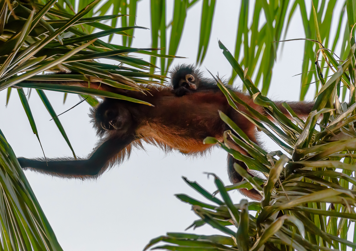 444 Central American Spider Monkey-Edit.jpg