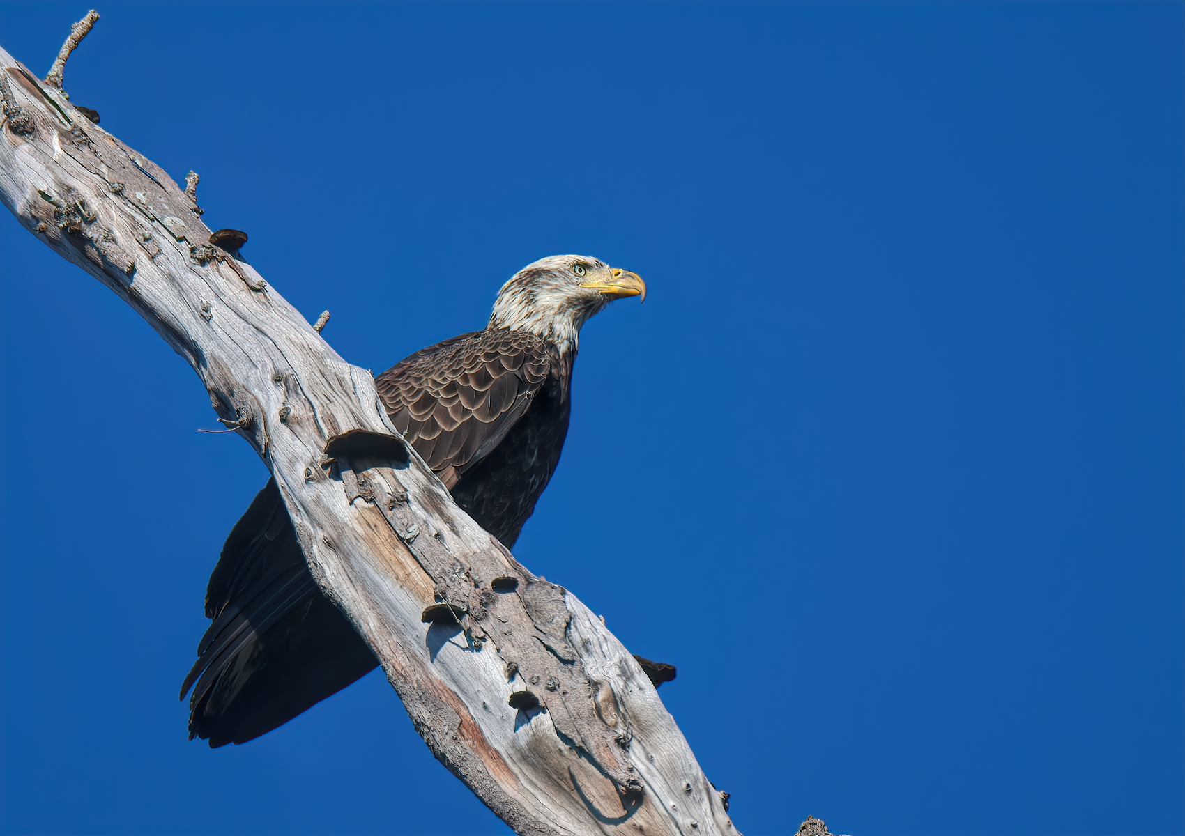 Bald Eagle Backcountry Gallery Photography Forums 9257