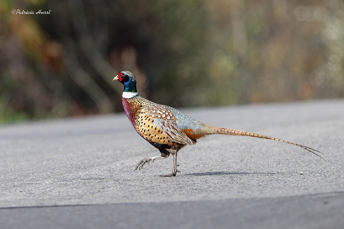 4_Pheasant-small-NZ92357-NR.jpg