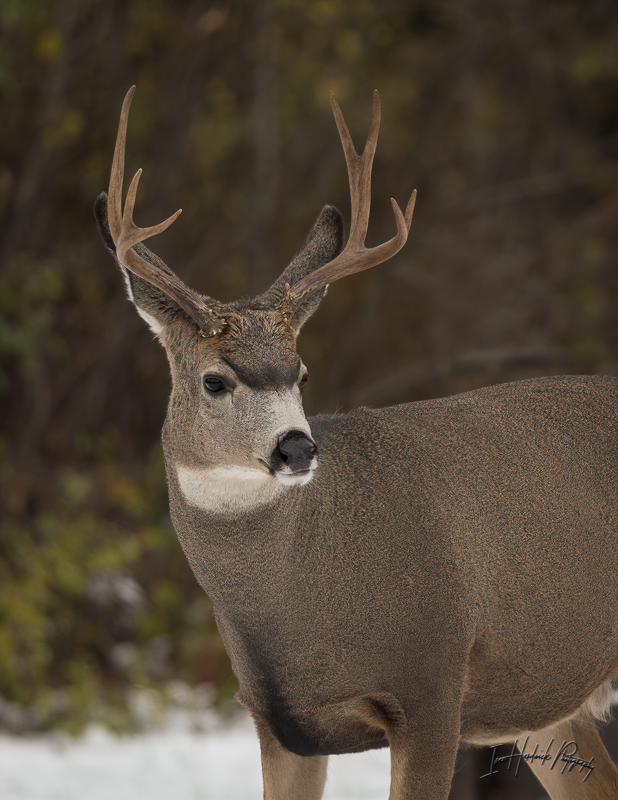 4x3 Buck-1017-IMG_00001.jpg