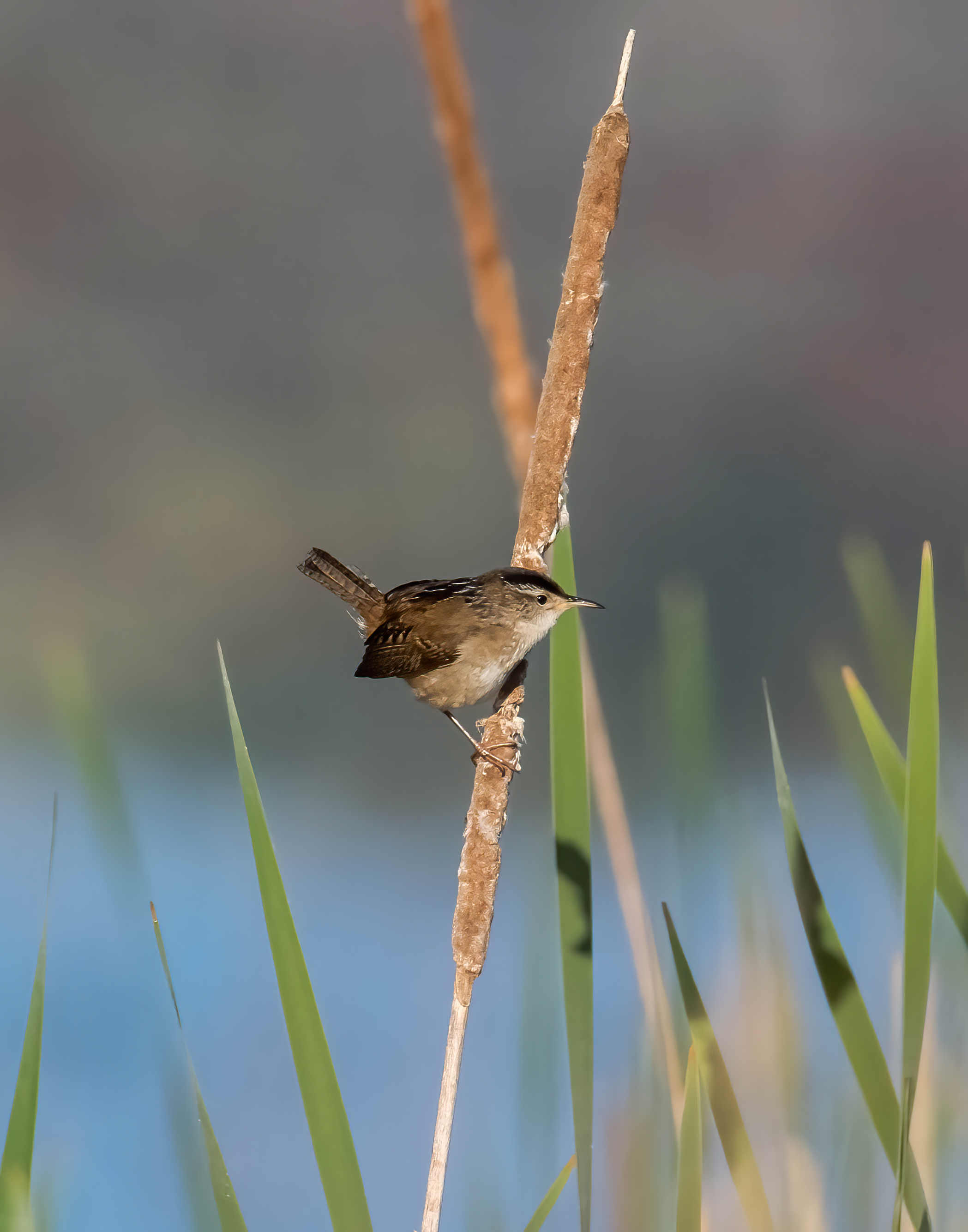 5-13-24 Marsh Wren 1 (1 of 1)-DeNoiseAI-standard.jpeg